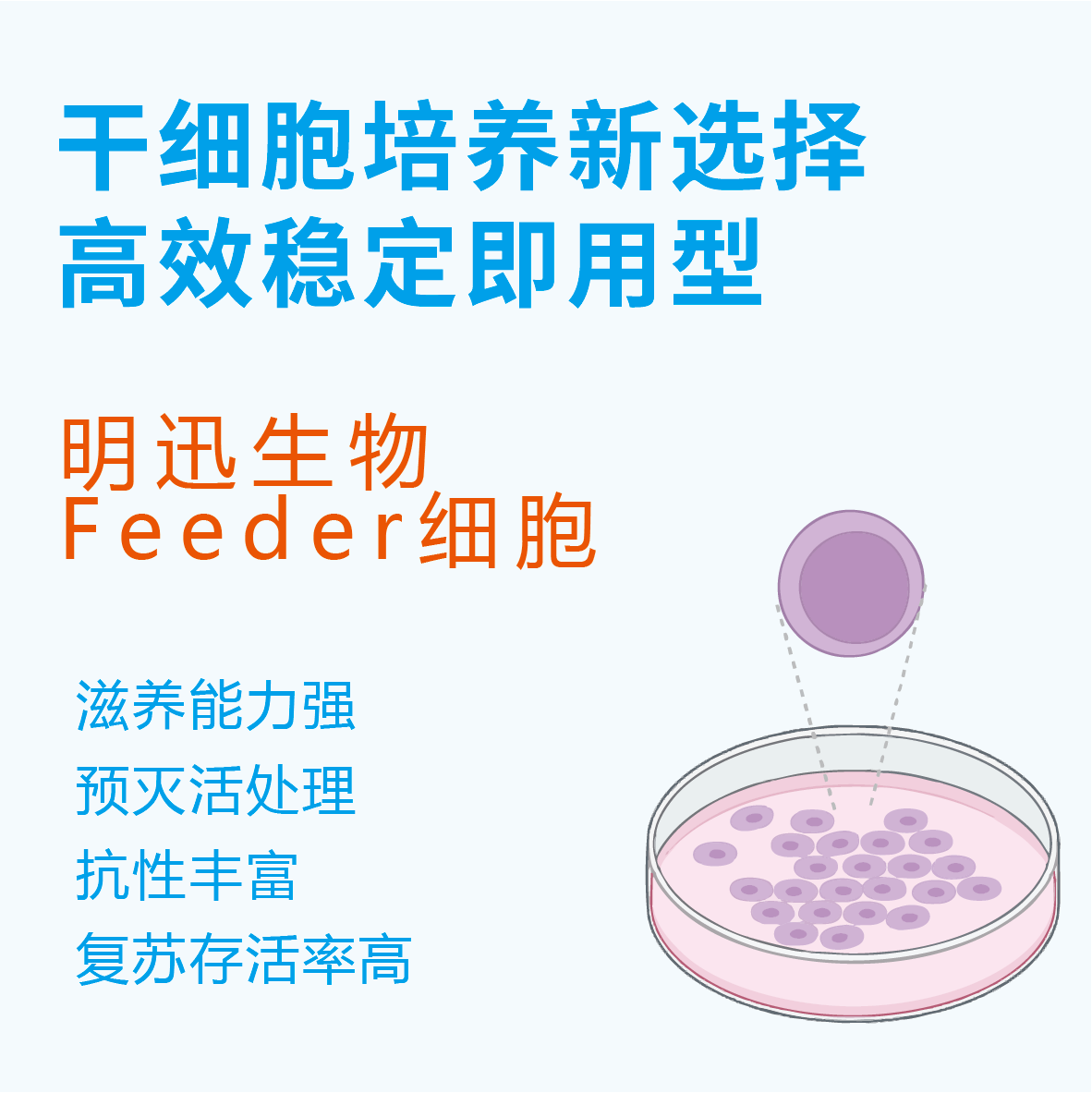  Feeder细胞