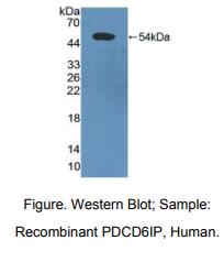 人细胞程序性死亡蛋白6相互作用蛋白(PDCD6IP)多克隆抗体