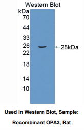 大鼠视神经萎缩蛋白3(OPA3)多克隆抗体