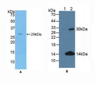 小鼠细胞周期素D2(CCND2)多克隆抗体