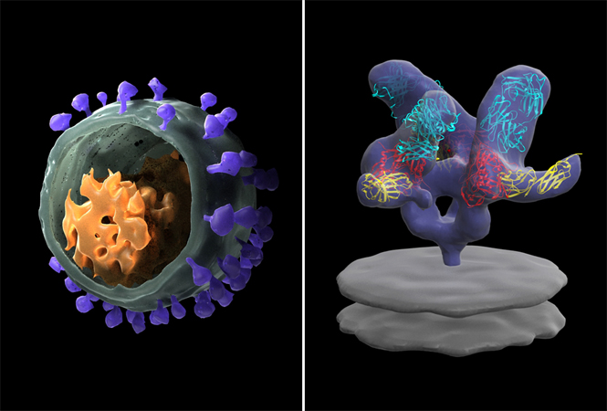 Nat Commun:黄超兰团队与高福团队等合作发现早期新冠病毒感染主要为免疫抑制并或存在“两阶段”机制