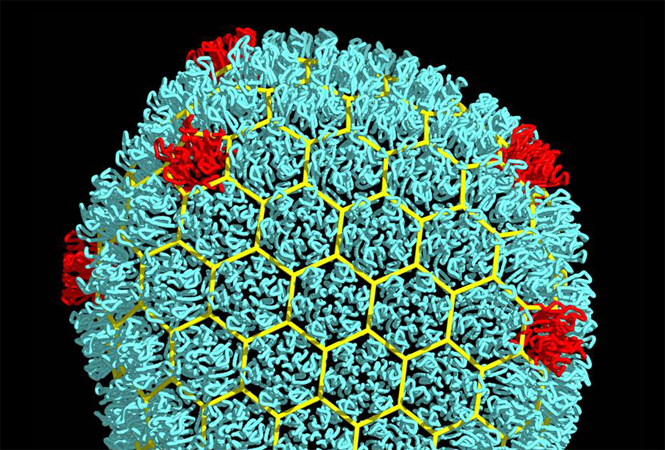 J Infect：COVID-19的过程中，呼吸道样本中的SARS-CoV-2病毒载量变化模式