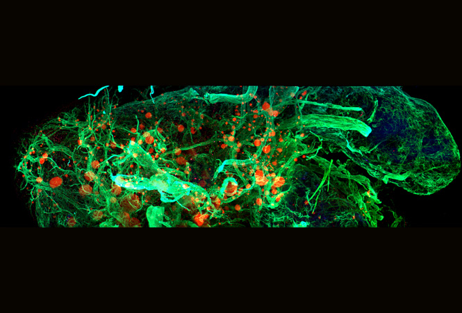 Cell Discov：海藻提取物比瑞德西韦更有效抑制SARS-CoV-2
