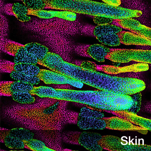 Cell Res ：揭示节律蛋白延缓干细胞衰老及促进再生的新功能