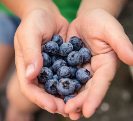 Nutrients：多食用蓝莓会改变机体的肠道微生物<font color="red">群</font>，<font color="red">有益</font>于身体健康
