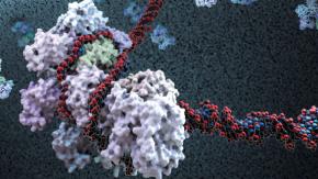 Genes Dev：顾伟实验室解析p53抑癌功能的终极武器——铁死亡和<font color="red">mTOR</font>