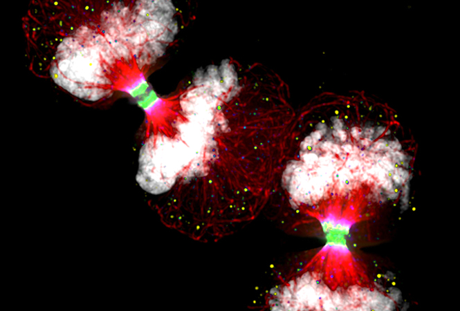 JEV:脂肪组织来源的干细胞细胞外囊泡通过骨保护素和<font color="red">miR</font>-<font color="red">21</font>-5p缓解骨质疏松症