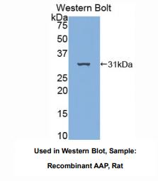 https://msimg.bioon.com/bionline/goods-no-pic.png