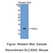 小鼠溶质载体家族30成员5(SLC30A5)多克隆抗体