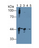 小鼠肌酸激酶B(CK-BB)多克隆抗体