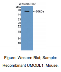 https://msimg.bioon.com/bionline/goods-no-pic.png