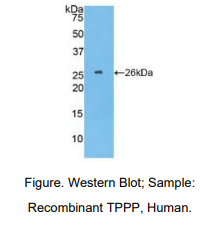 人促微管蛋白聚合蛋白(TPPP)多克隆抗体