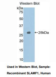 人信号淋巴细胞激活分子家族成员1(SLAMF1)多克隆抗体