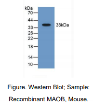 https://msimg.bioon.com/bionline/goods-no-pic.png