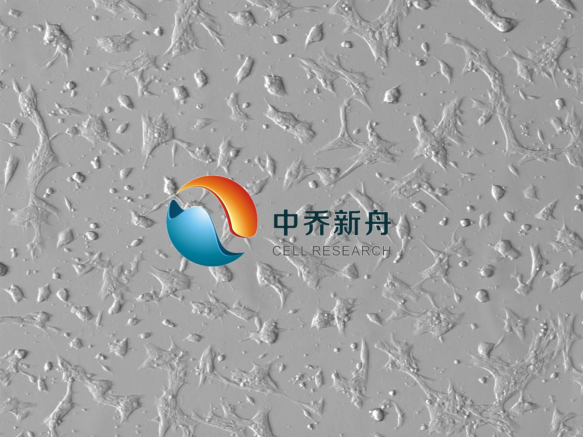 原代小鼠少突胶质前体细胞