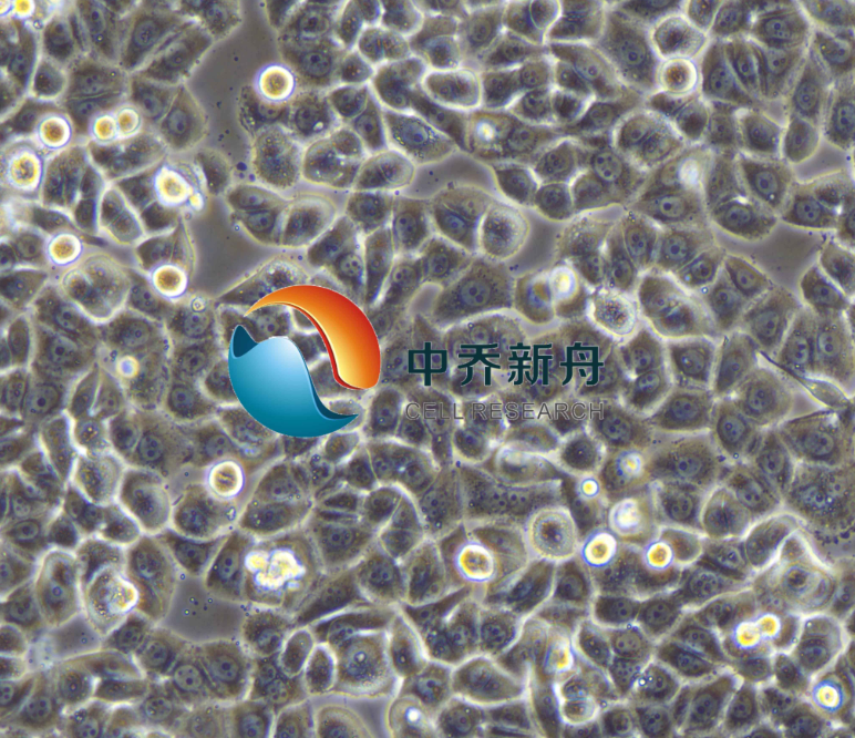 人乳腺癌细胞MDA-MB-468