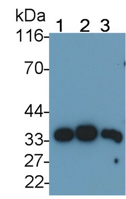 人淀粉样蛋白β1-40(Ab1-40)多克隆抗体