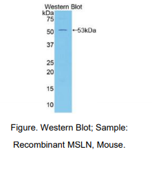 小鼠间皮素(MSLN)多克隆抗体