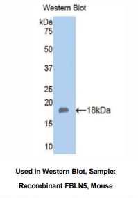 小鼠衰老关键蛋白5(FBLN5)多克隆抗体