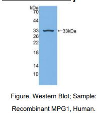 人巨噬细胞表达基因1蛋白(MPG1)多克隆抗体