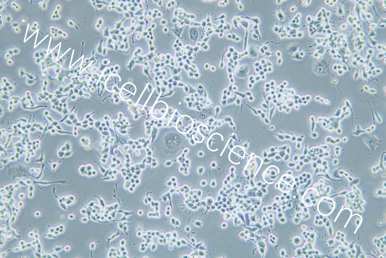 NG108-15细胞/NG10815细胞/NG108-15/NG10815/小鼠/大鼠神经元融合