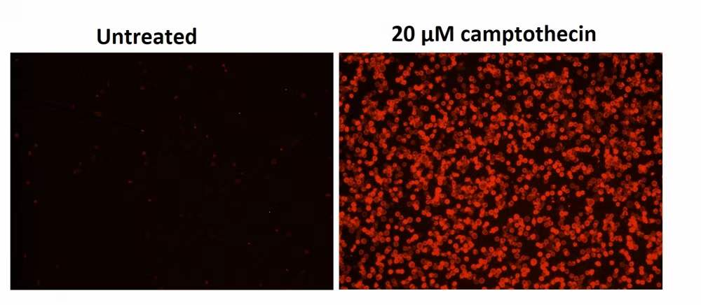 Cell Meter Annexin V凋亡检测试剂盒 