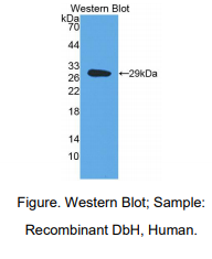 https://msimg.bioon.com/bionline/goods-no-pic.png