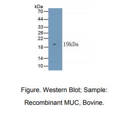 牛粘蛋白(MUC)多克隆抗体