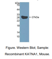 小鼠剑蛋白P60亚基A1(KATNA1)多克隆抗体