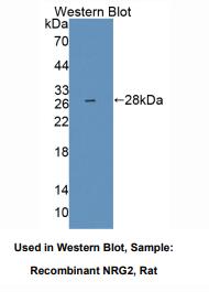 大鼠神经调节素2(NRG2)多克隆抗体