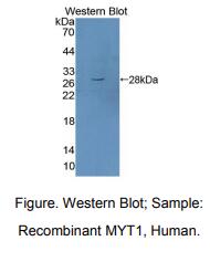 https://msimg.bioon.com/bionline/goods-no-pic.png