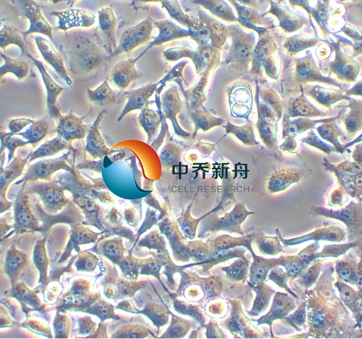 人非小细胞肺癌细胞