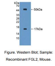 小鼠纤维介素蛋白(FGL2)多克隆抗体