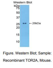 小鼠耐扭蛋白2A(TOR2A)多克隆抗体