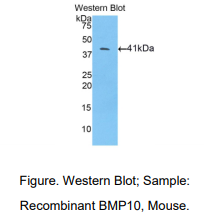 小鼠骨成型蛋白10(BMP10)多克隆抗体