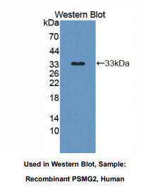 人蛋白酶体装配伴侣蛋白2(PSMG2)多克隆抗体