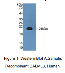 人钙调蛋白样蛋白3(CALML3)多克隆抗体
