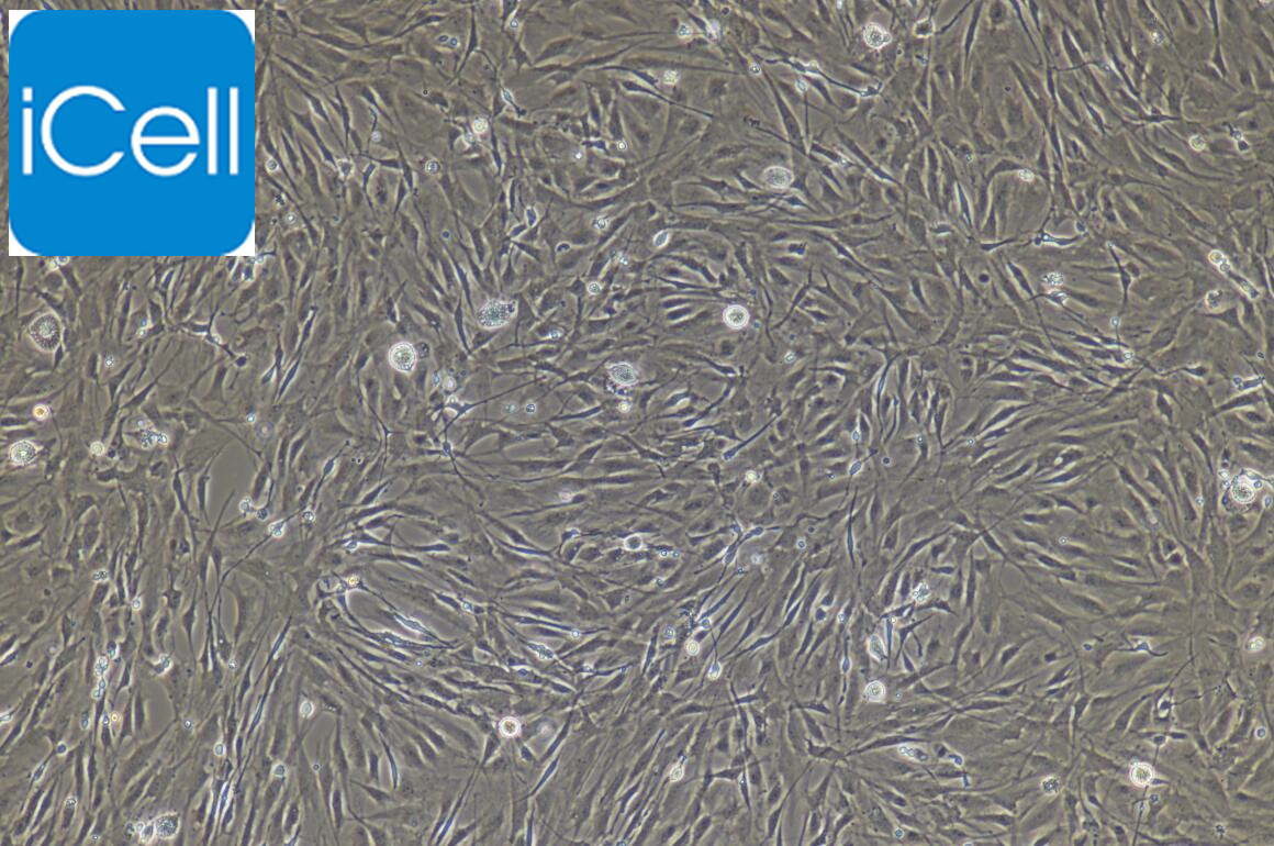 大鼠角膜内皮细胞/免疫荧光鉴定