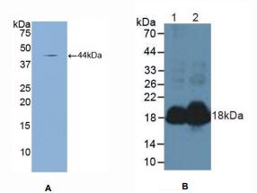 小鼠钠尿肽前体A(NPPA)多克隆抗体