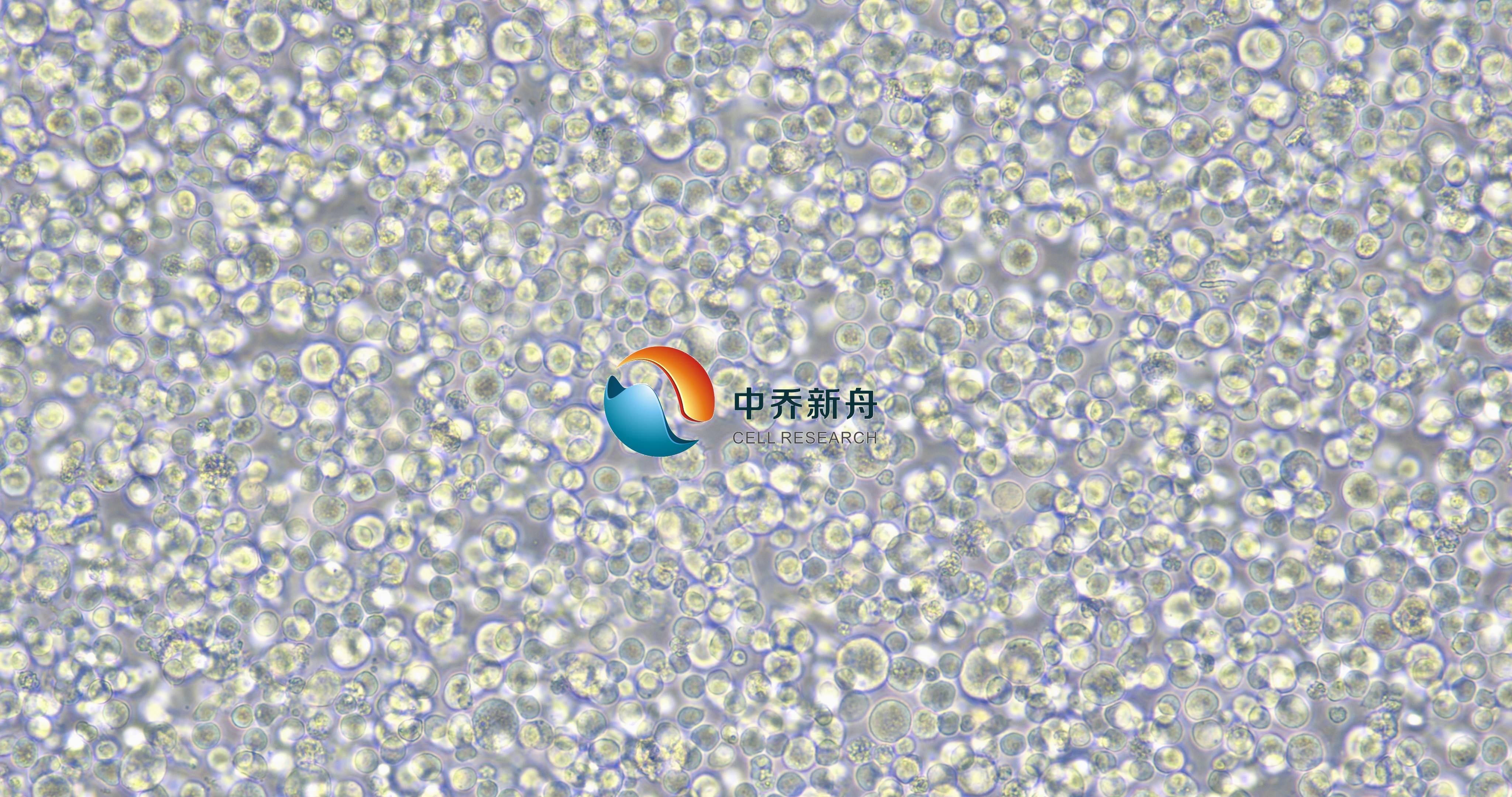 C1498-GFP+LUC小鼠急性骨髓性白血病-绿色+荧光素酶标记