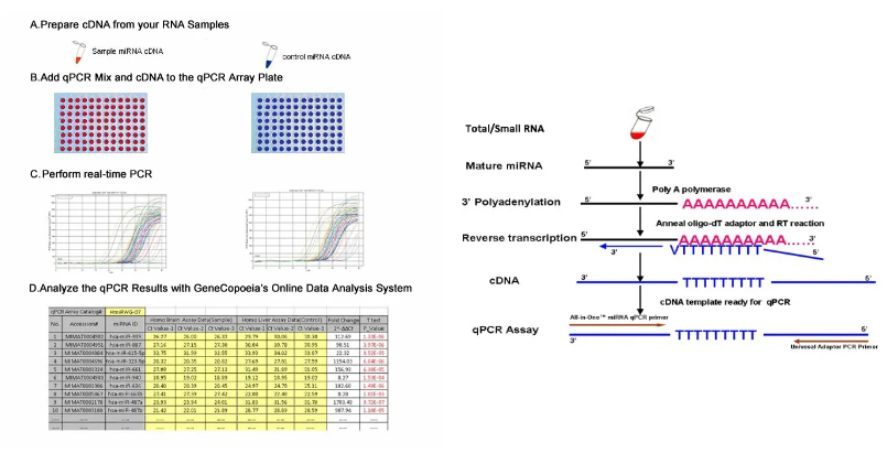 Gene qPCR Arrays     miRNA qPCR Arrays