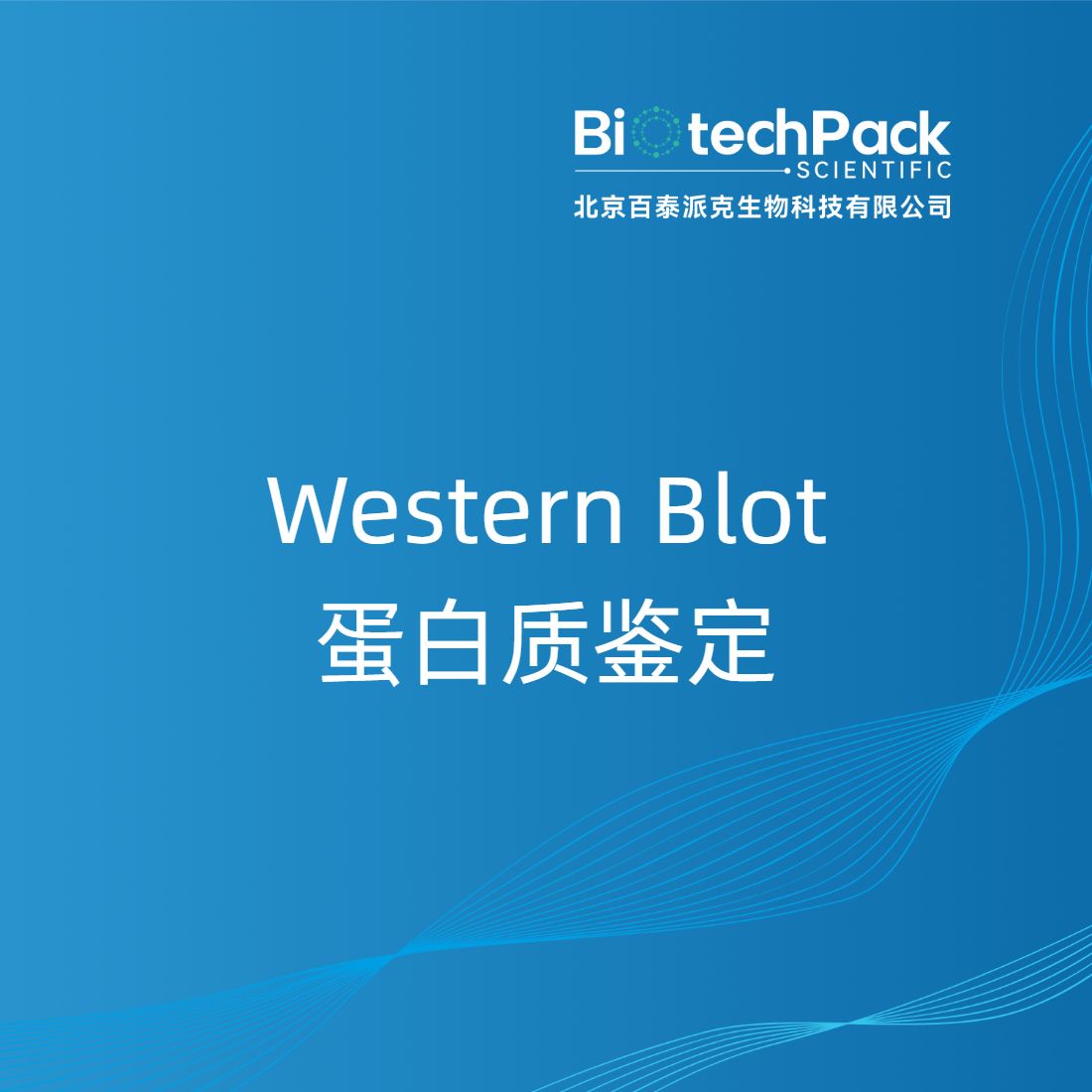 Western Blot蛋白质鉴定