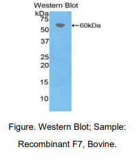 牛凝血因子Ⅶ(F7)多克隆抗体