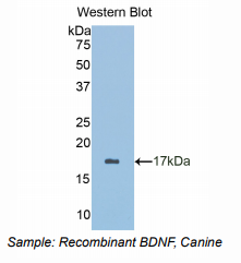 犬脑源性神经营养因子(BDNF)多克隆抗体
