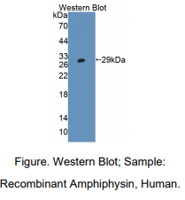 https://msimg.bioon.com/bionline/goods-no-pic.png