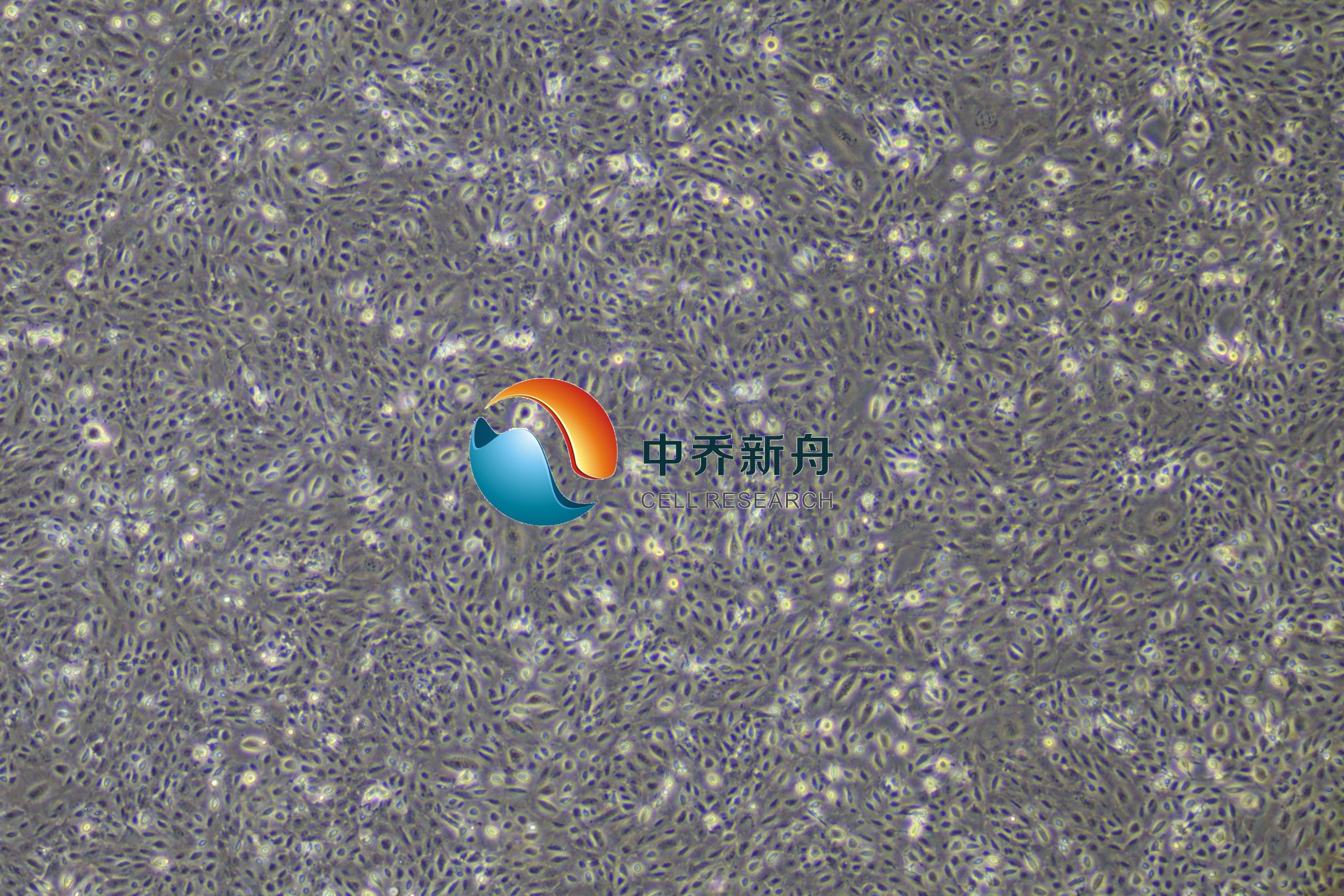 人睾丸间质细胞-永生化