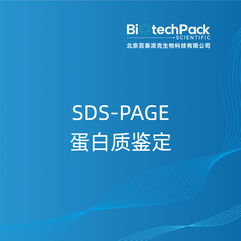 SDS-PAGE蛋白质鉴定