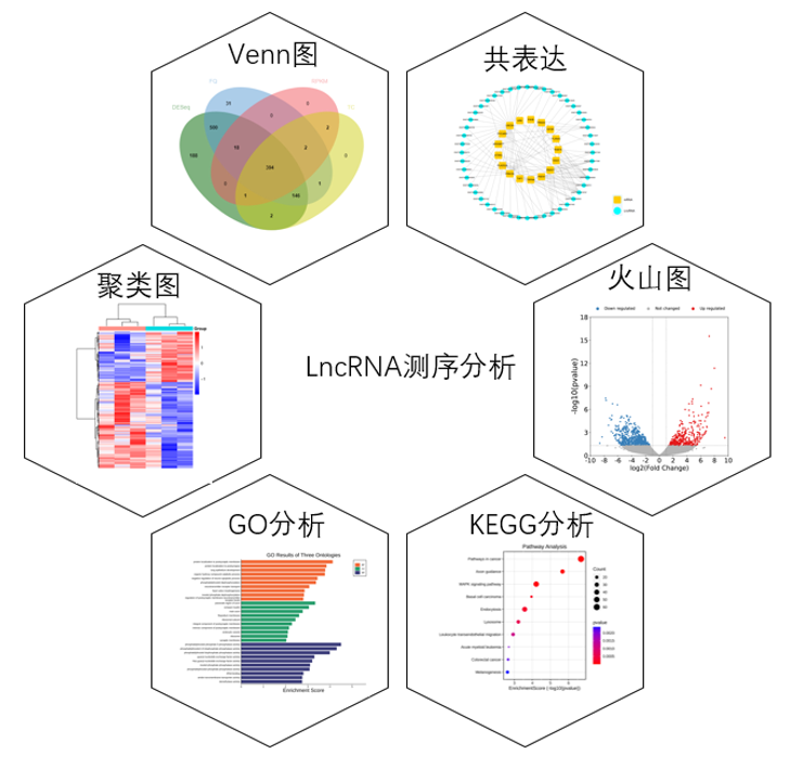 LncRNA-seq高通量测序服务