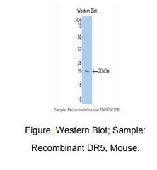 小鼠死亡受体5(DR5)多克隆抗体