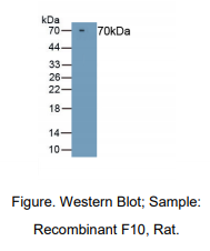大鼠凝血因子Ⅹ(F10)多克隆抗体